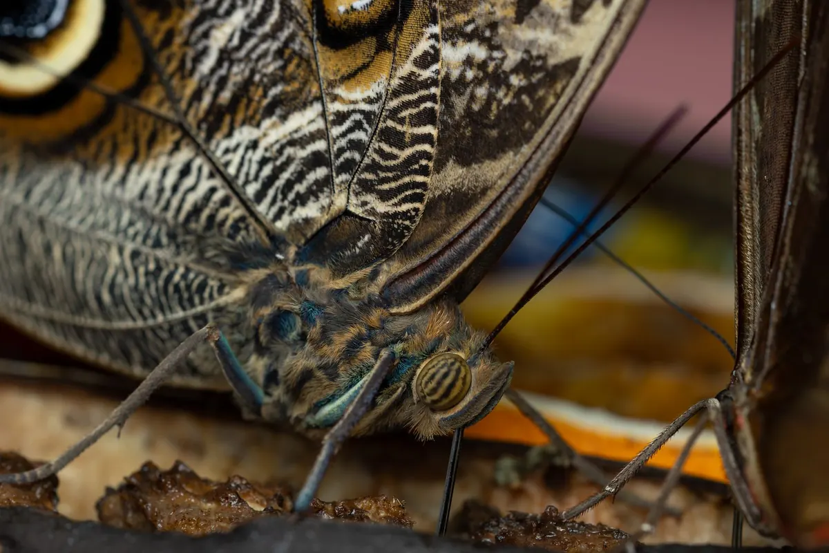 Butterfly vs. Moth: How to Tell Them Apart in a Meadow