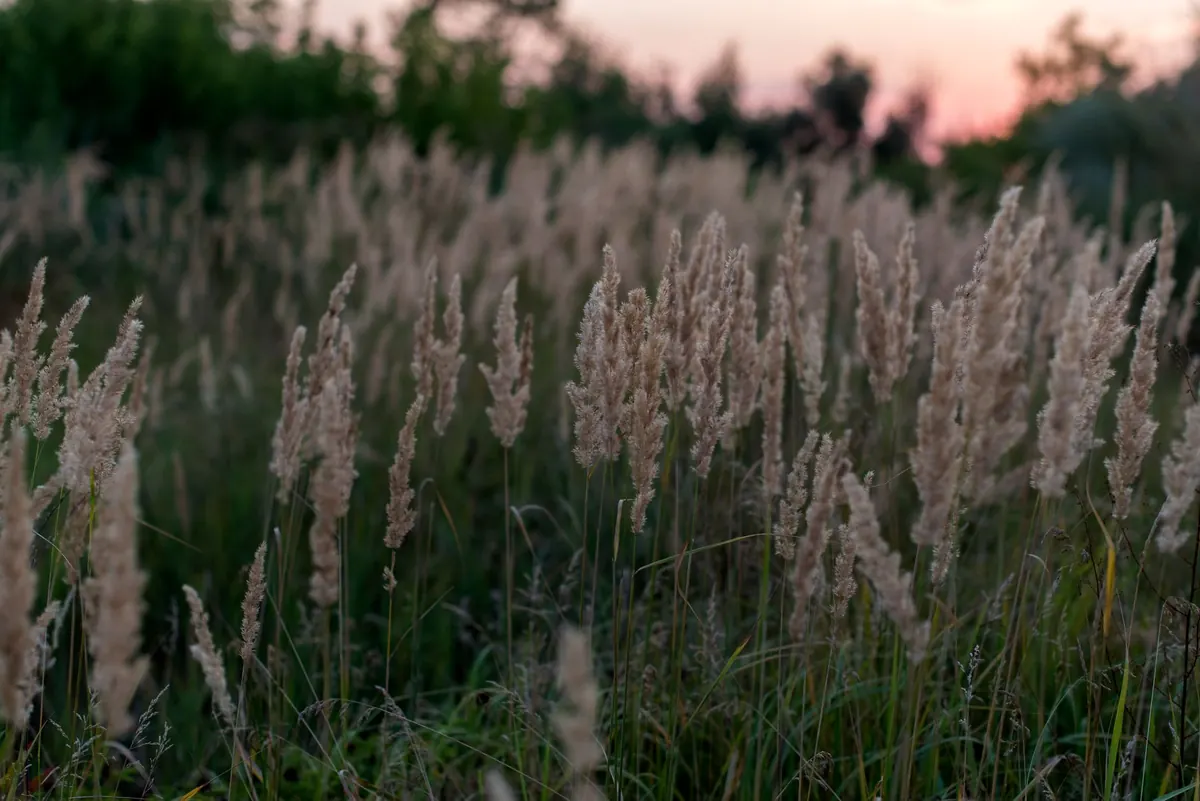 Common Mistakes When Planting a Pollinator Meadow—and How to Fix Them