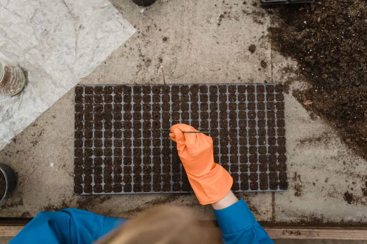 How to Start a Wildflower Meadow from Seed in a Small Backyard