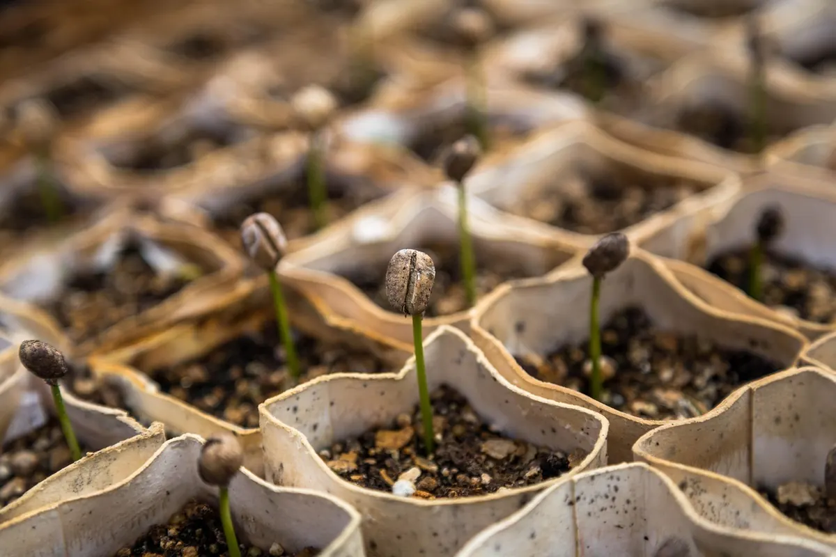 Native Wildflower Seeds vs. Plug Plants: Which Is Better for a New Meadow?